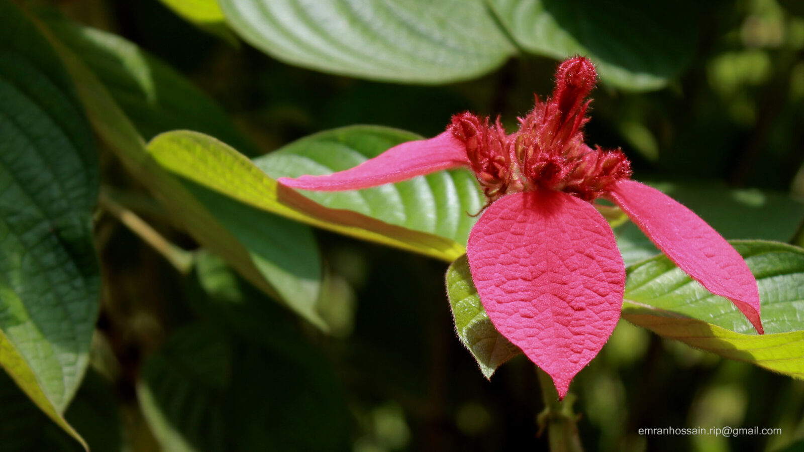 Canon EOS 1100D (EOS Rebel T3 / EOS Kiss X50) sample photo. Nature, nice, wallpaper photography