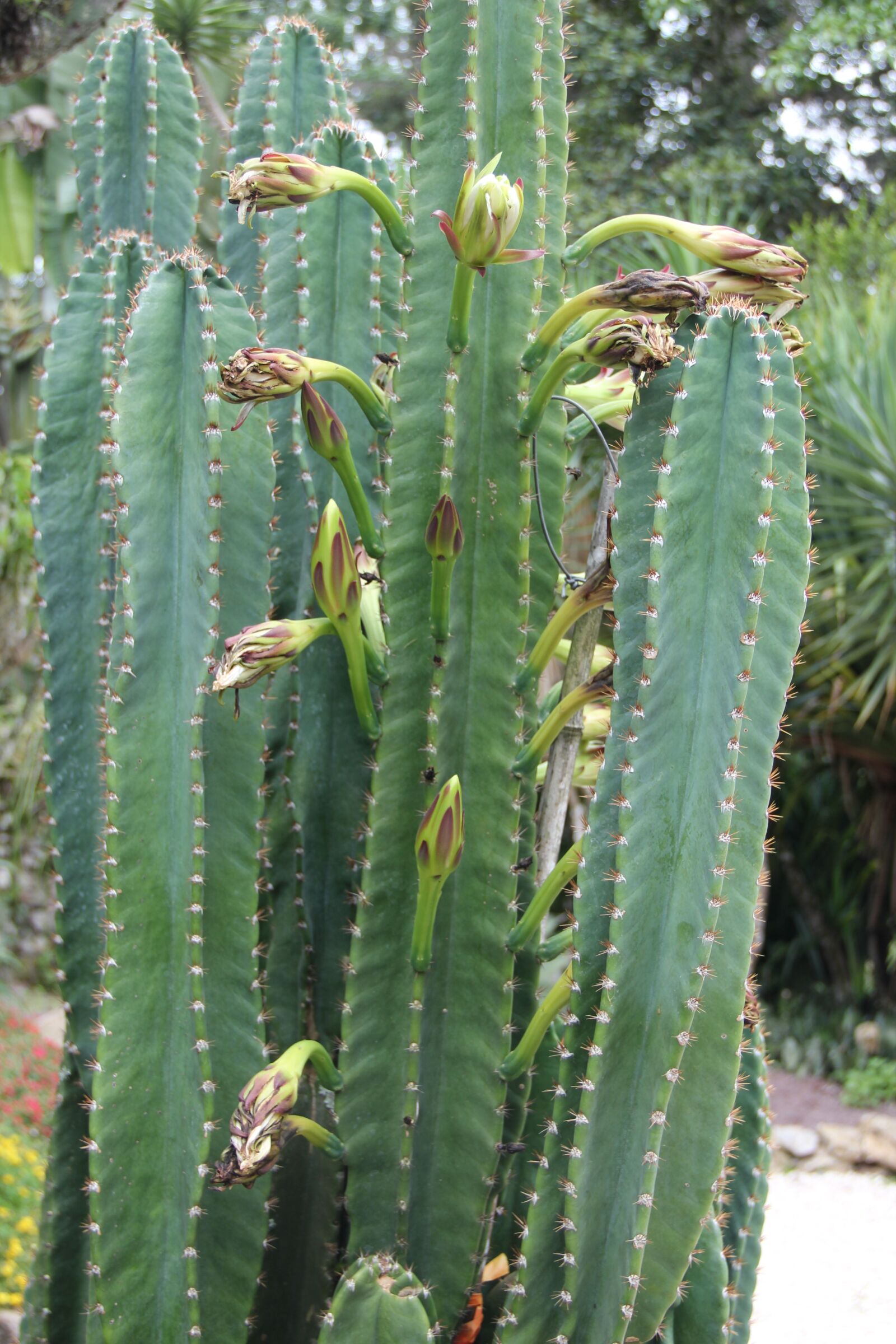 Canon EOS 550D (EOS Rebel T2i / EOS Kiss X4) sample photo. Columnar cacti, costa rica photography