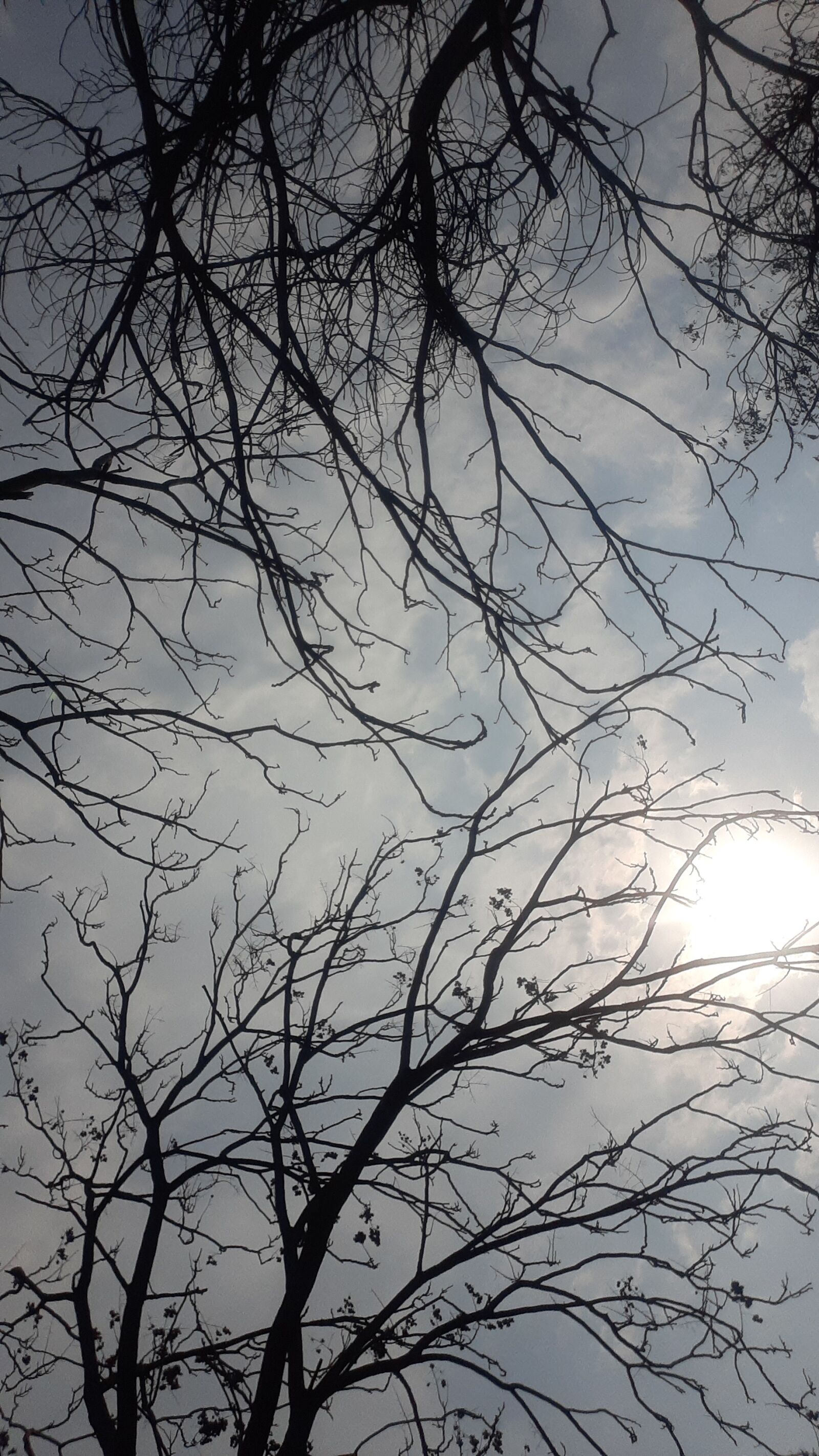 Samsung SM-M205F sample photo. Tree, beautiful tree with photography