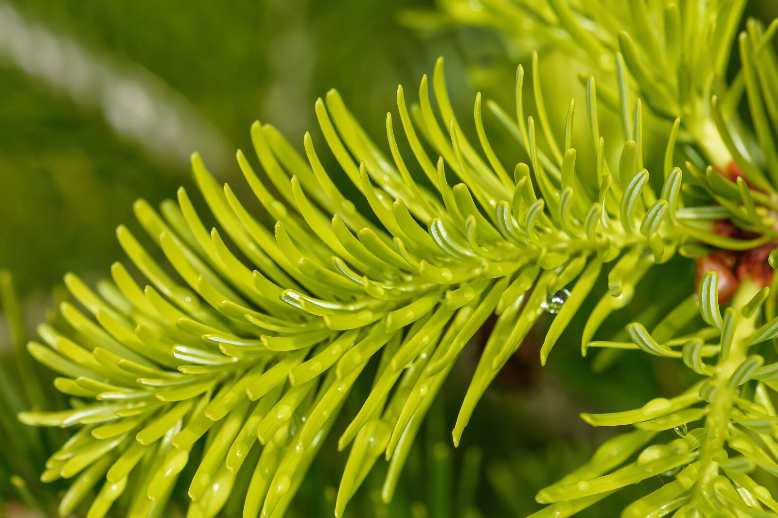 Nikon D7200 sample photo. Fir tree, needles, shoots photography