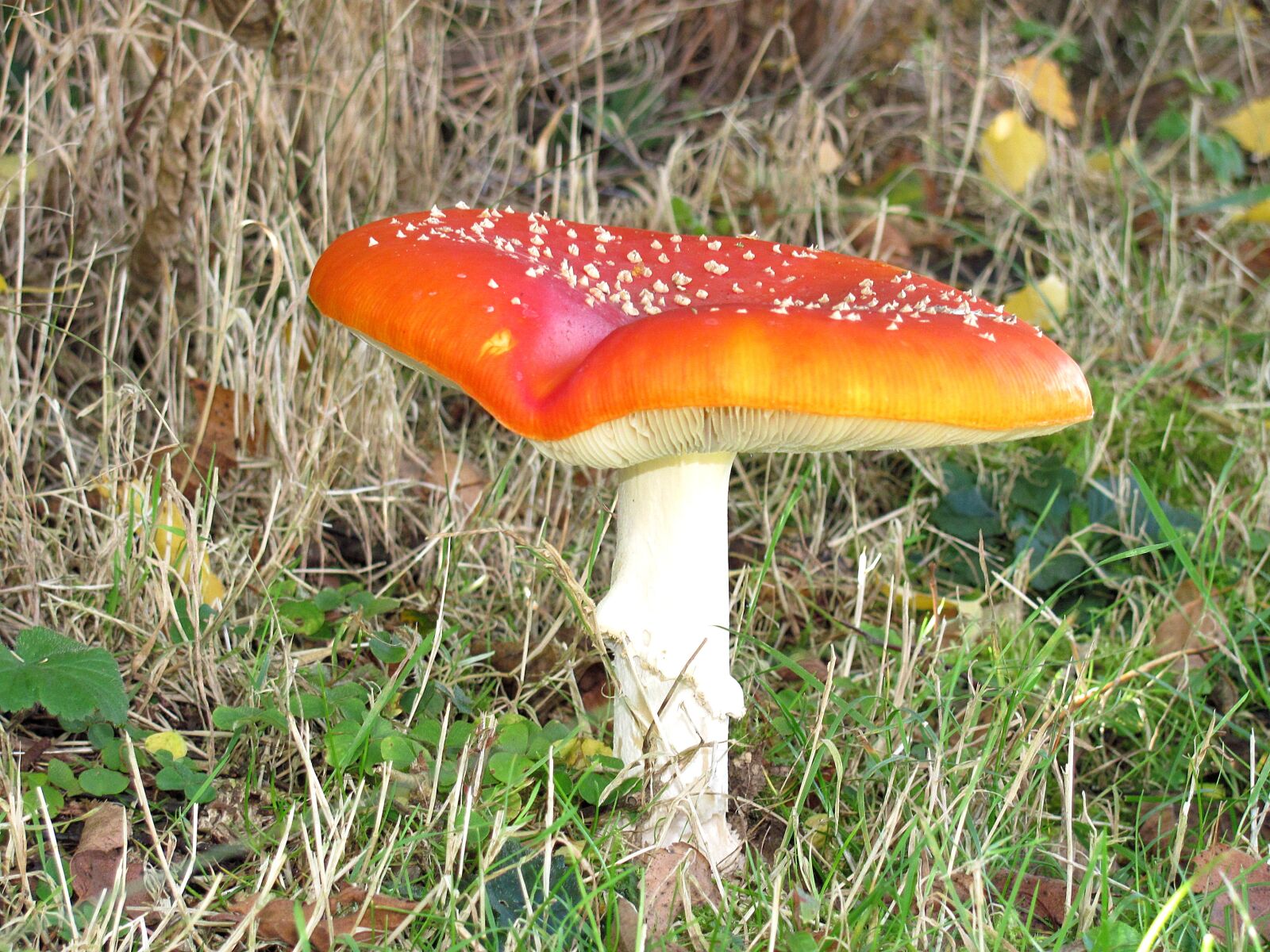 Ядовитые грибы в молдавий