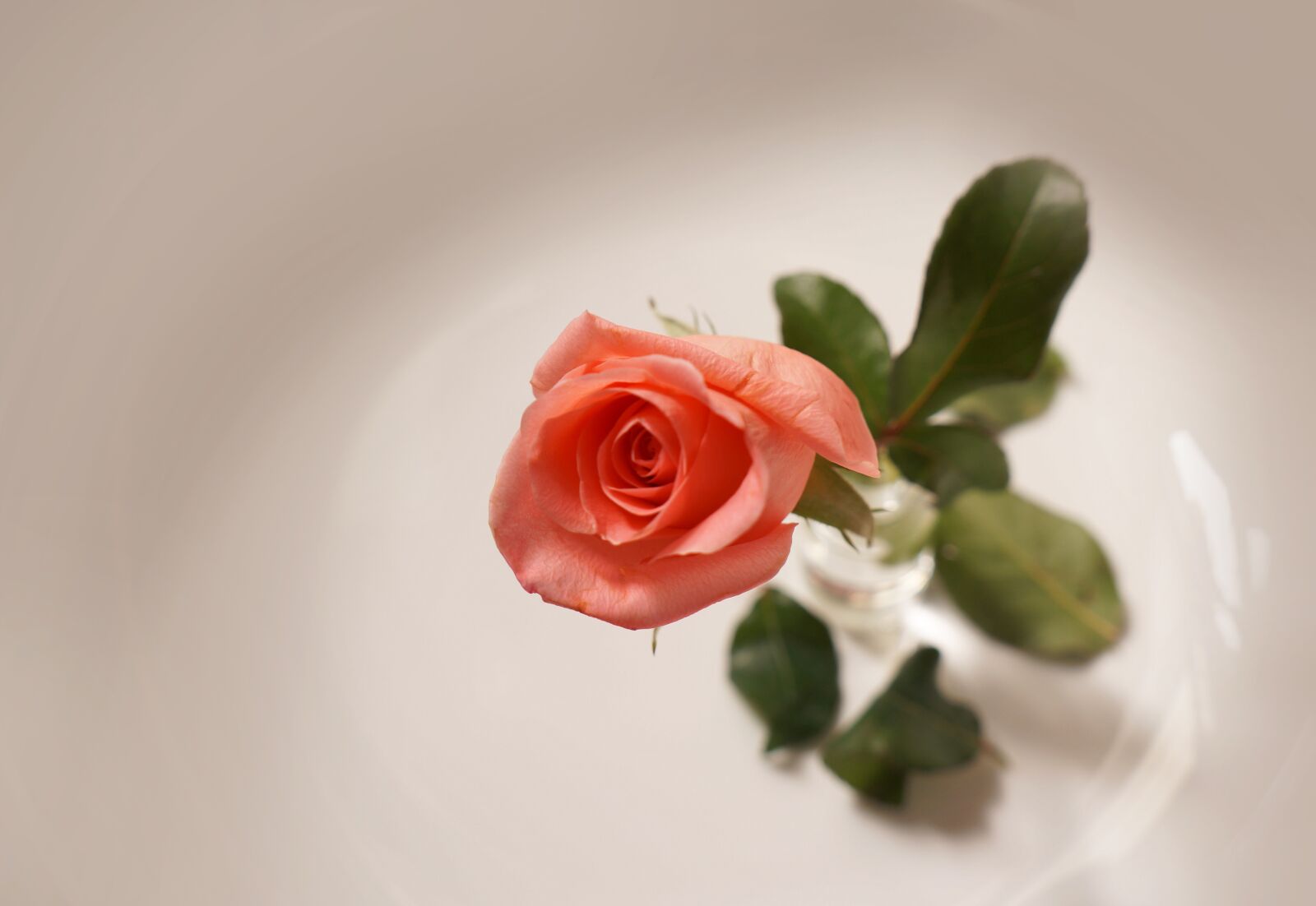 Sony Alpha NEX-F3 + Sony E 18-55mm F3.5-5.6 OSS sample photo. Natural, roses, love photography