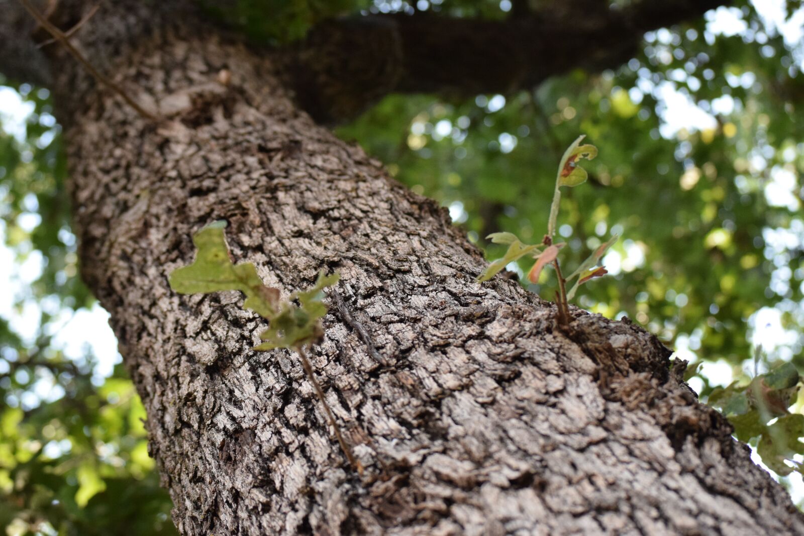 Nikon D3300 sample photo. Tree, leaf, bark photography