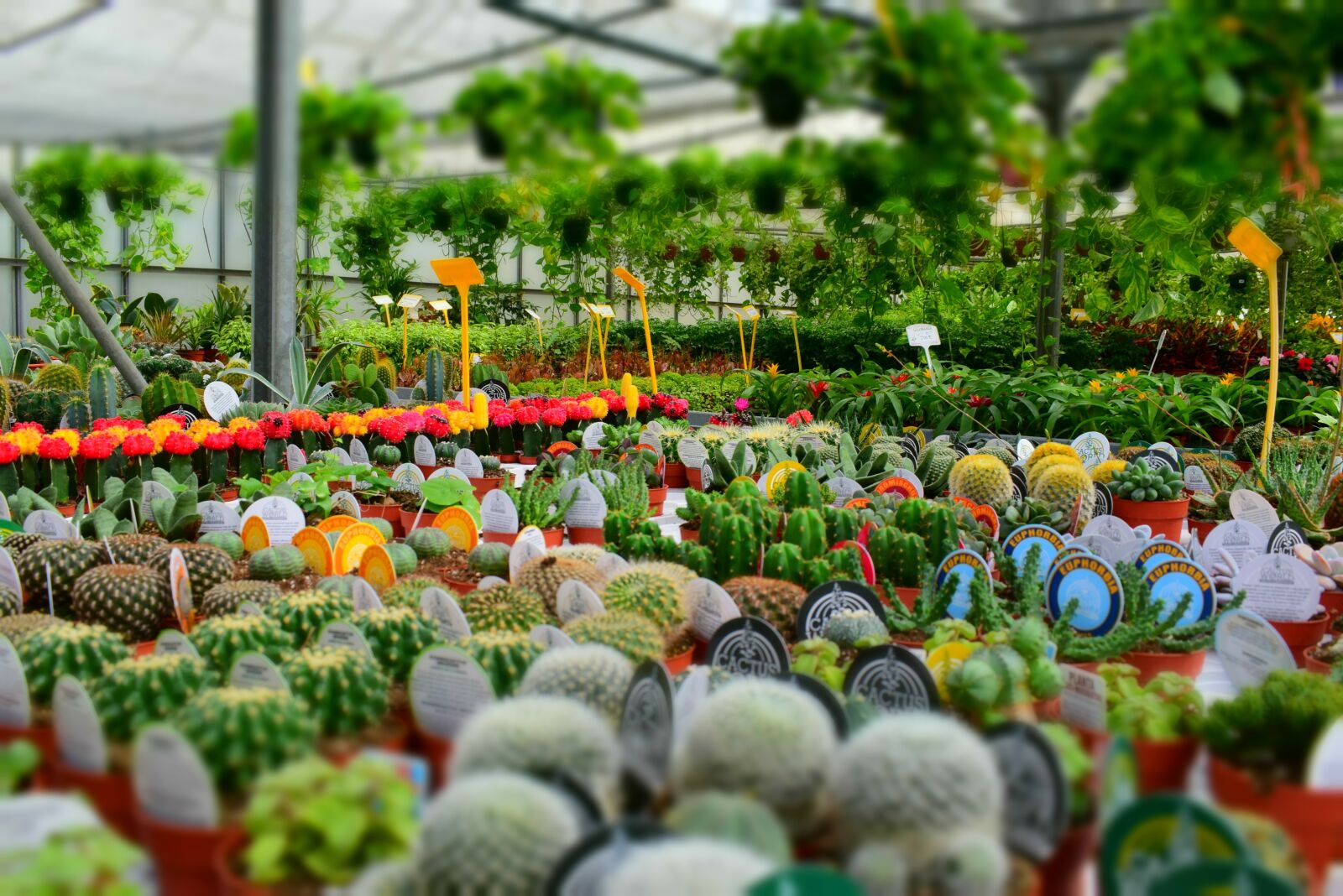 Nikon D5300 sample photo. Cactus, aloe vera, nursery photography