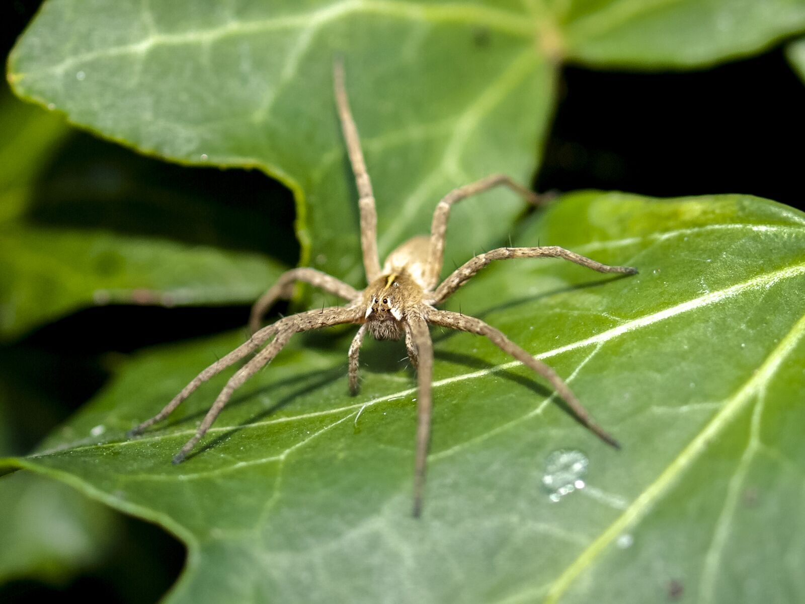 Olympus E-3 sample photo. Spider, nature, animal photography