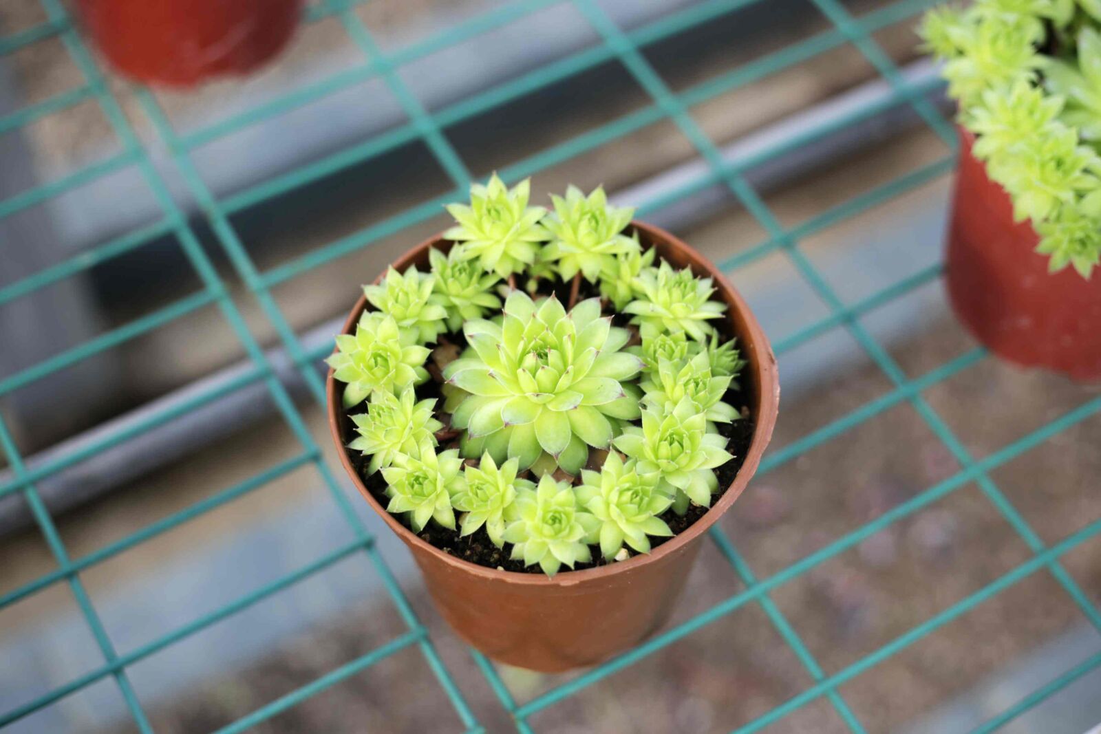 Canon EOS 6D + Canon EF 50mm F1.8 STM sample photo. The fleshy, plant, green photography