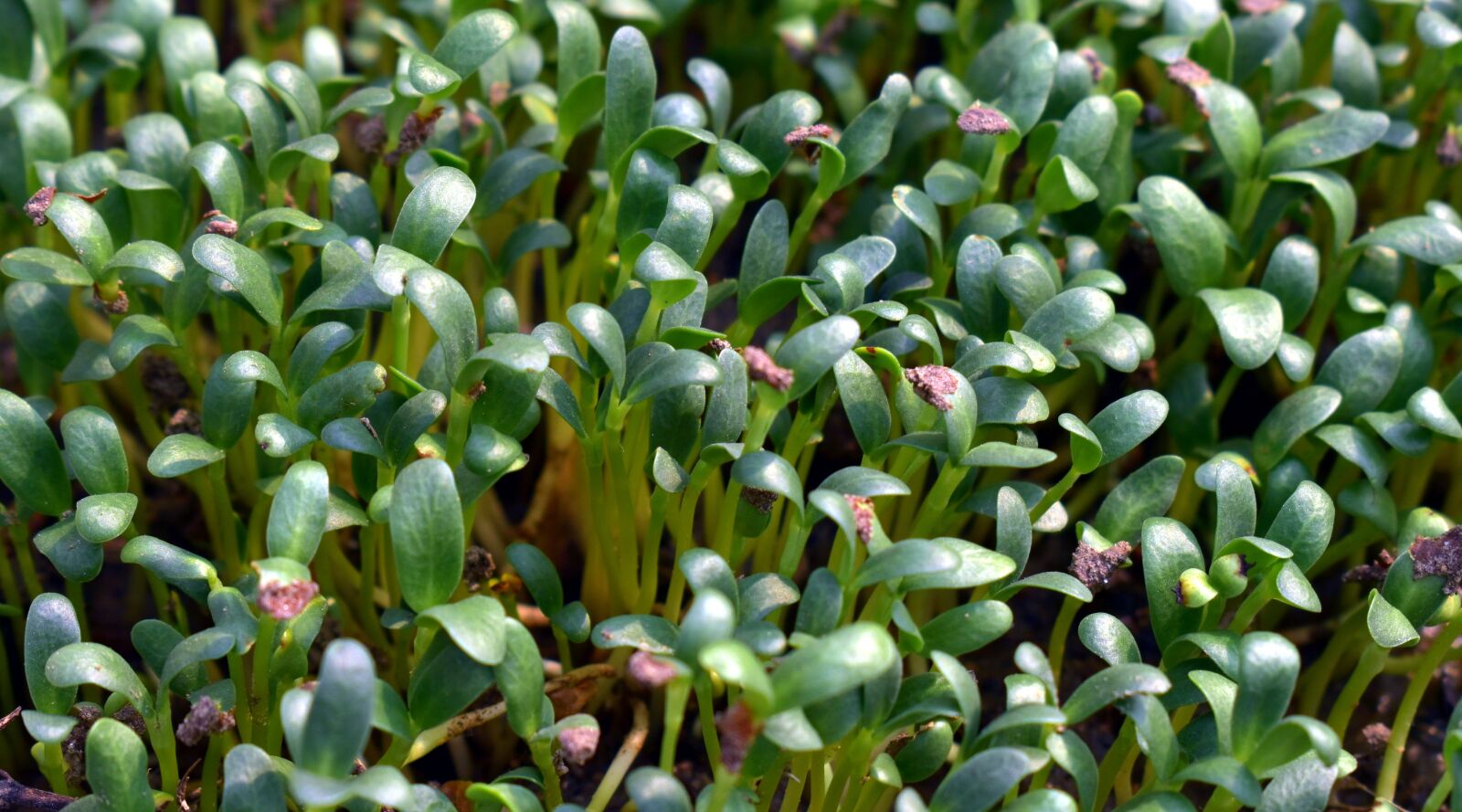 Nikon D5600 sample photo. Plantlings, young, green photography