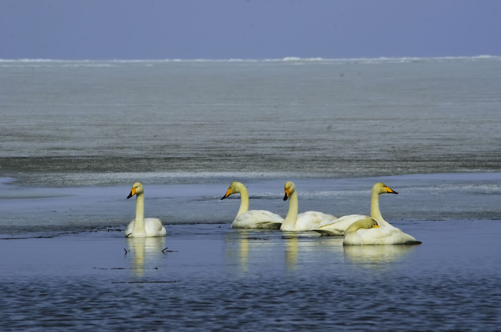 Nikon D7000 sample photo. Swan, in, bosten photography