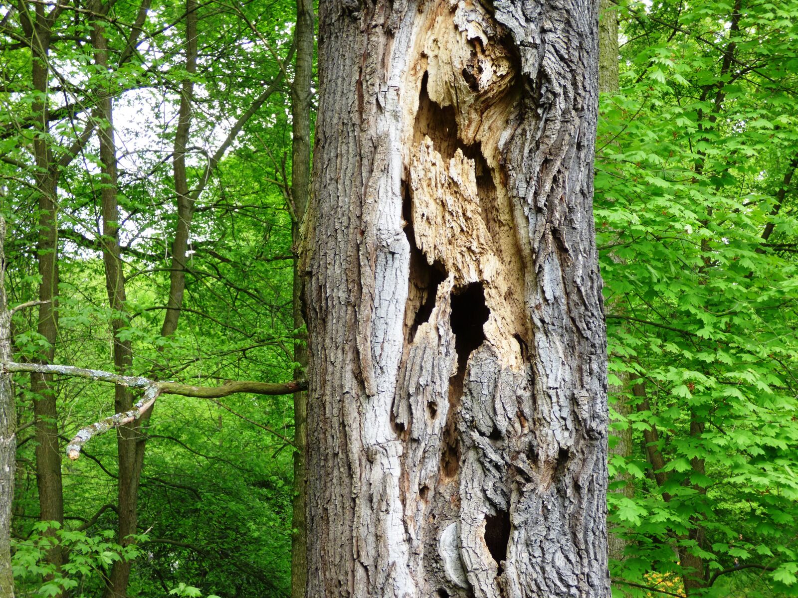 Panasonic DMC-FZ72 sample photo. Tree, holes, destroyed photography