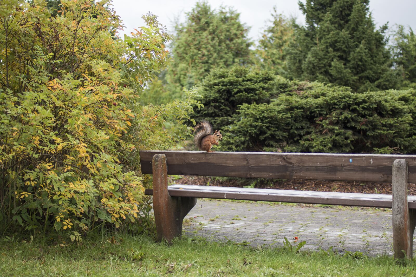 Canon EOS 70D + Canon EF 35mm F2 sample photo. Squirrel, park, bench photography