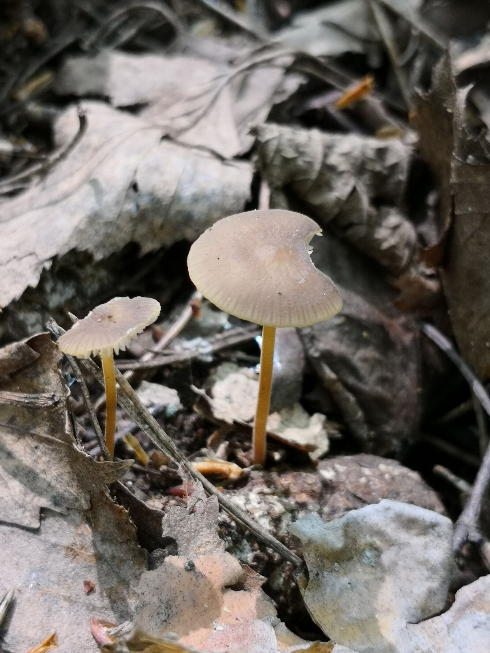 HUAWEI Mate 10 Pro sample photo. Fungi, forest, mushroom photography