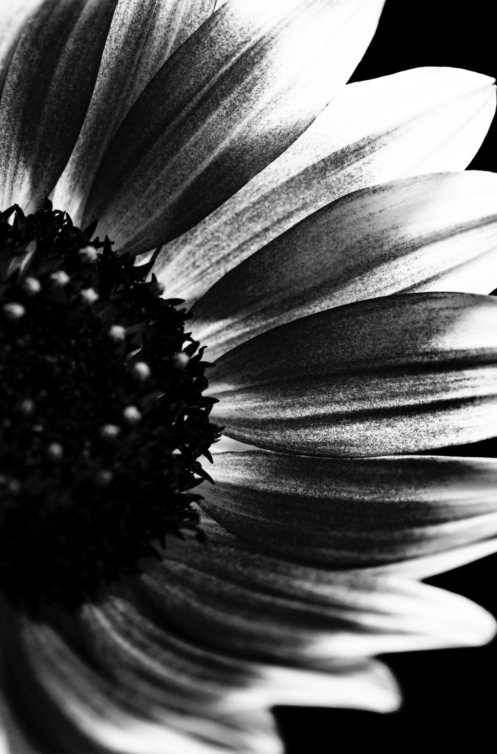 Canon EOS 5D Mark II sample photo. Black and white, dark photography