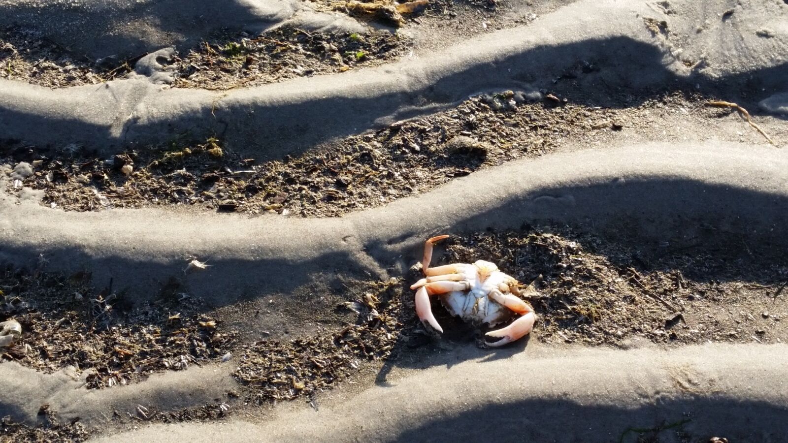 Samsung Galaxy S5 sample photo. Ebb, sea, beach photography