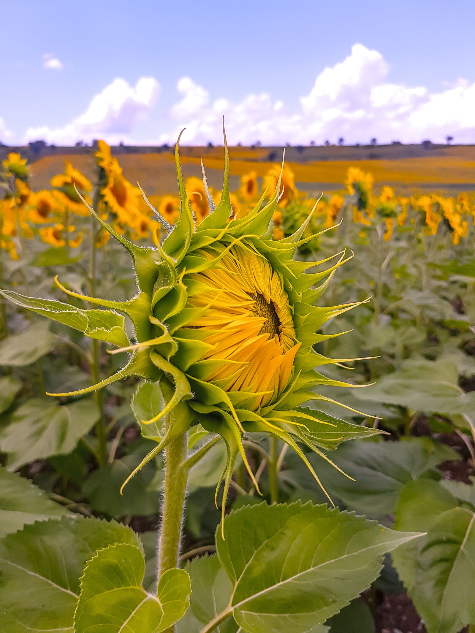 Samsung Galaxy S7 Edge Rear Camera sample photo. Sunflowers, cloud, yellow photography