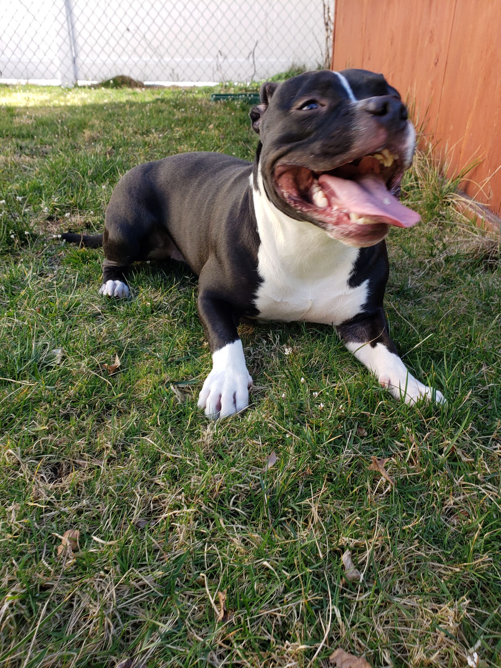 Samsung Galaxy S9+ sample photo. Puppy, american pocket bully photography