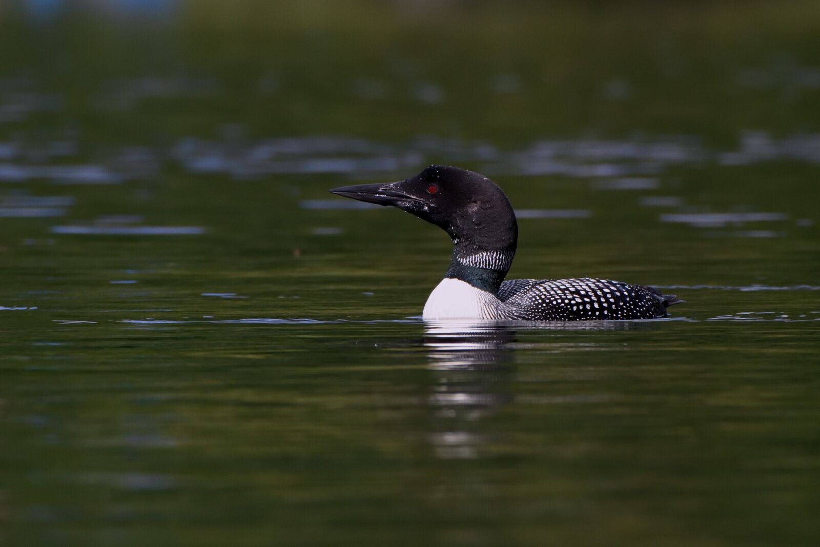 Nikon D7200 sample photo. Loon, water, nature photography