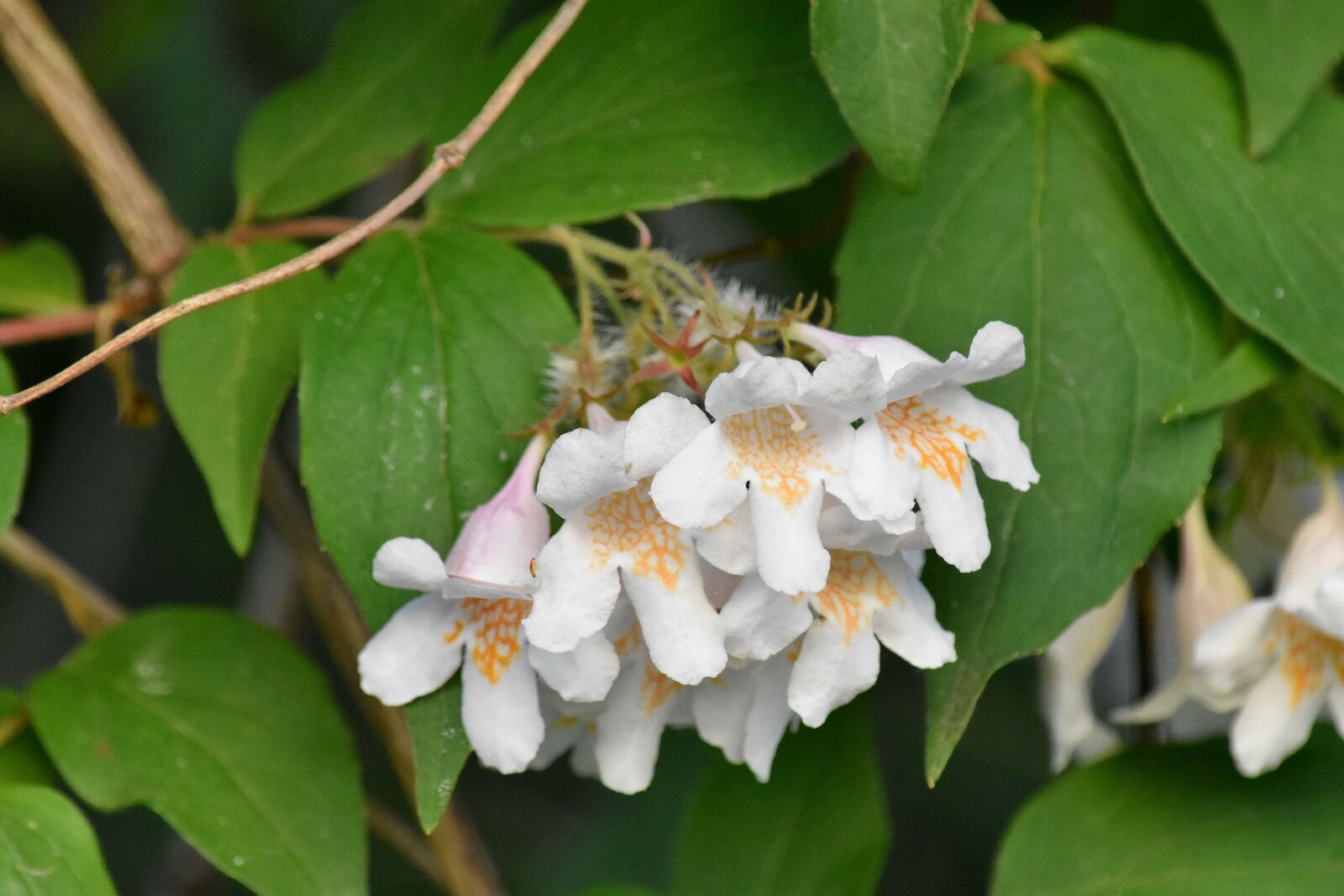Nikon D5500 sample photo. Bush, green leaves, white photography