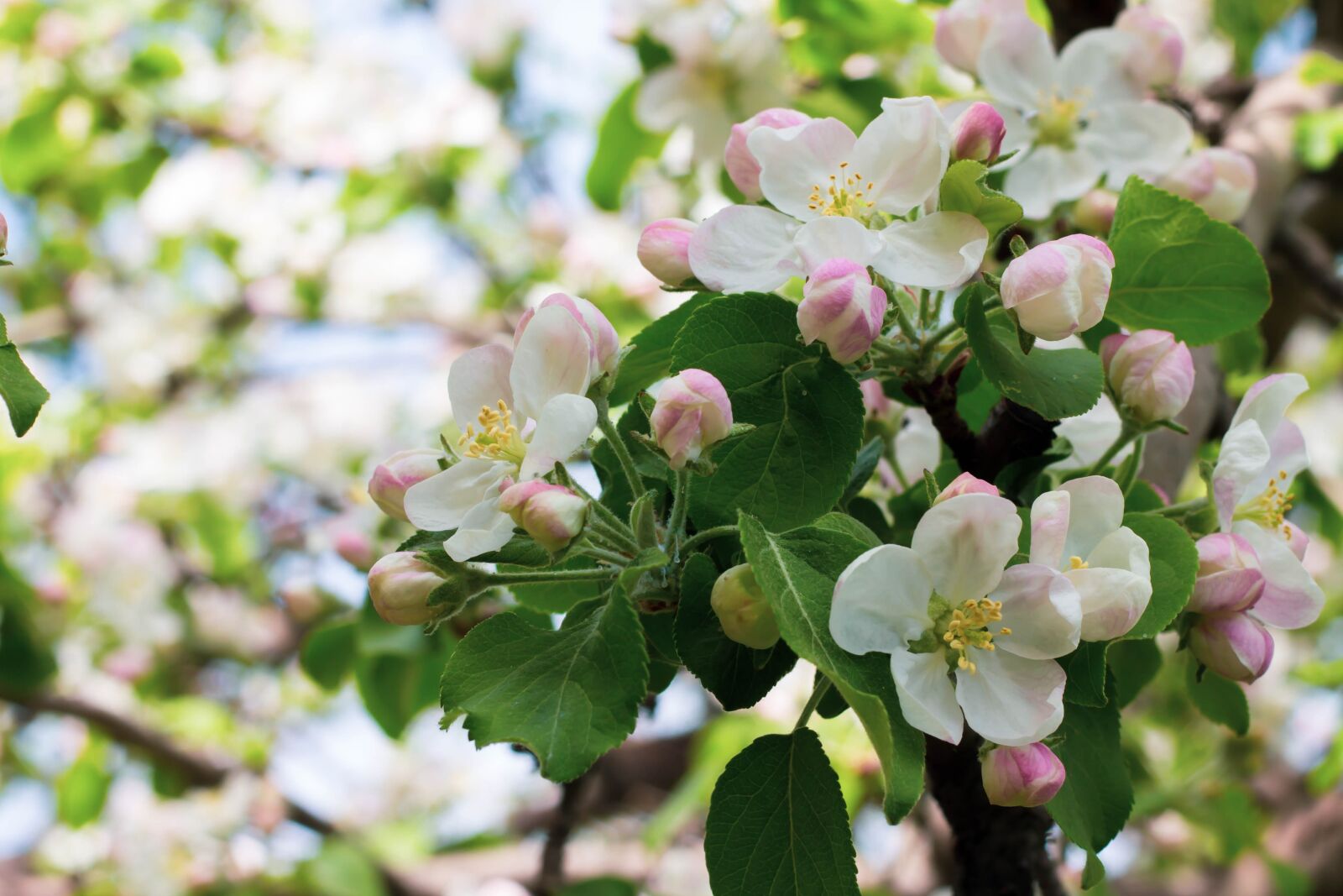 Canon EOS 1100D (EOS Rebel T3 / EOS Kiss X50) + Canon EF 50mm F1.8 II sample photo. Apple-tree, spring, flowers photography