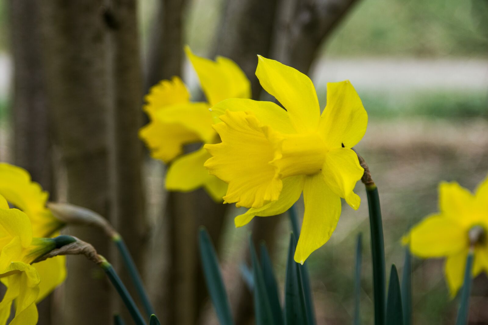 Canon EF 28-105mm f/3.5-4.5 USM sample photo. Flower, daffodils, spring photography