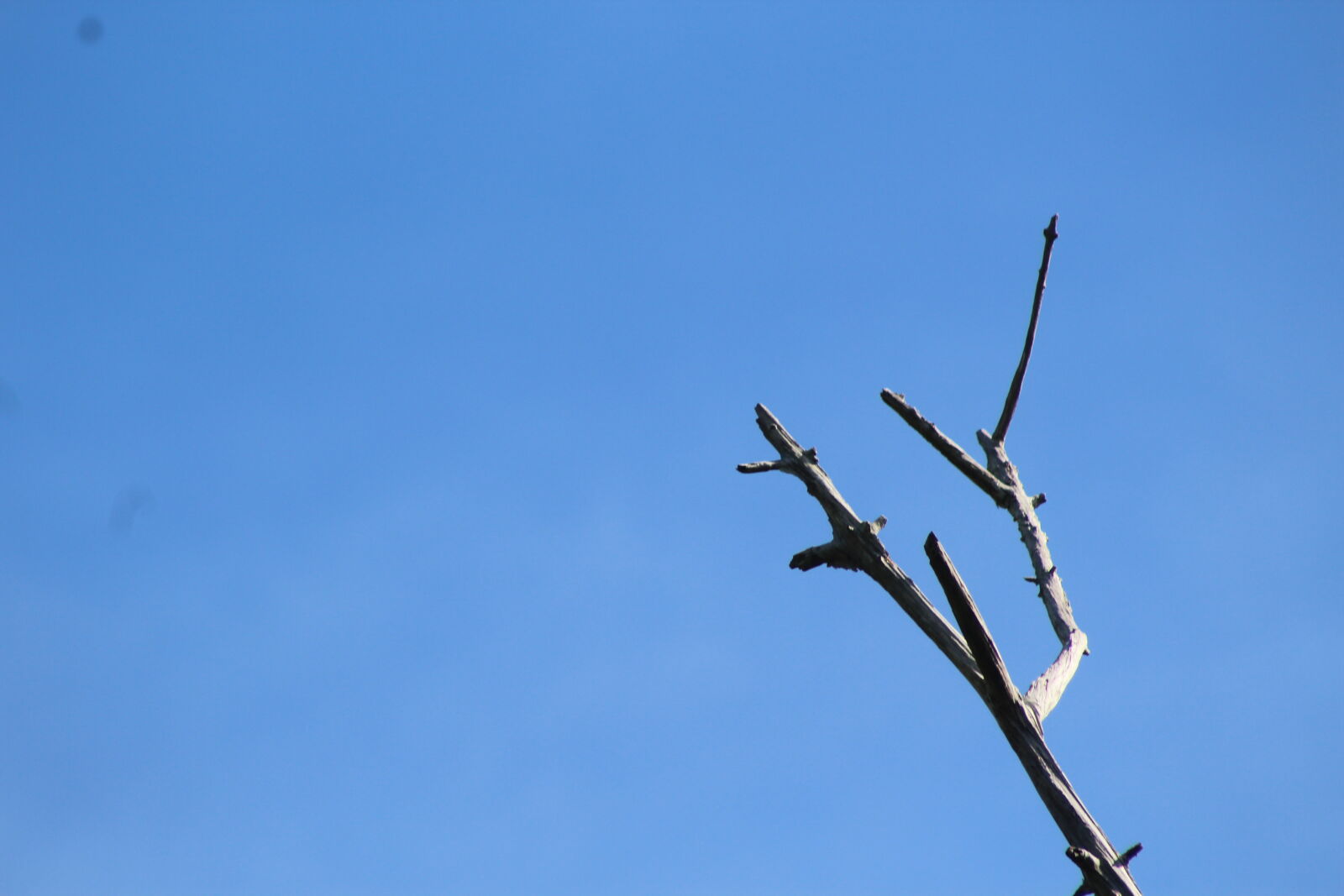 Canon EF 75-300mm f/4-5.6 sample photo. Blue, branch, branches, broken photography
