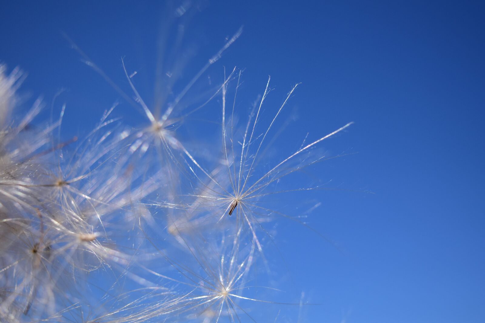 Nikon D3300 sample photo. Flying seeds, wind, sky photography
