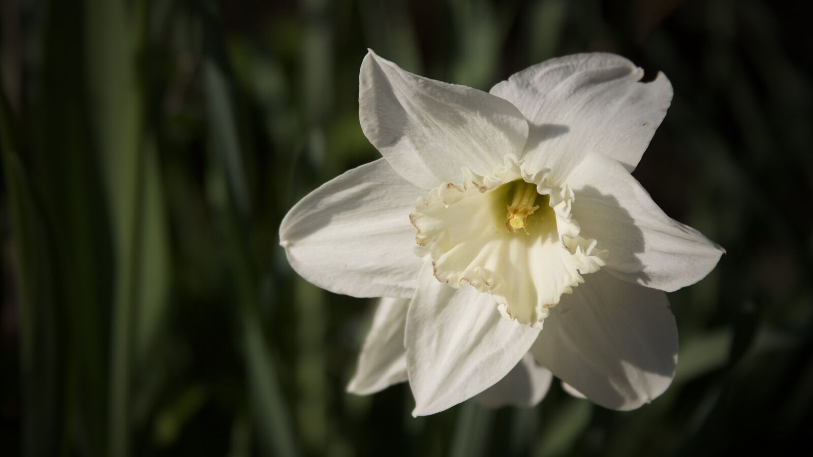 Canon EOS 600D (Rebel EOS T3i / EOS Kiss X5) + Canon EF 28-135mm F3.5-5.6 IS USM sample photo. Narcissus, snowflake, spring photography