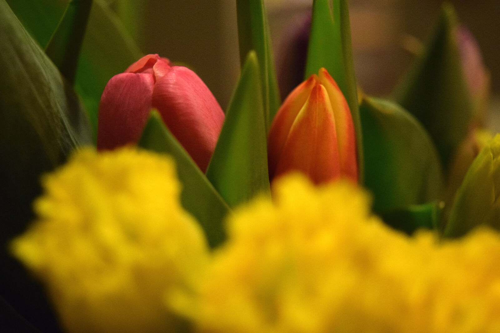 Nikon D3300 sample photo. Daffodils, flowers, spring, tulips photography