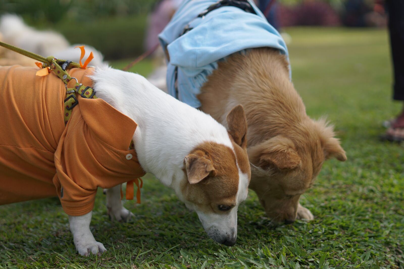 Sony FE 50mm F1.8 sample photo. Dog, pet, young dog photography