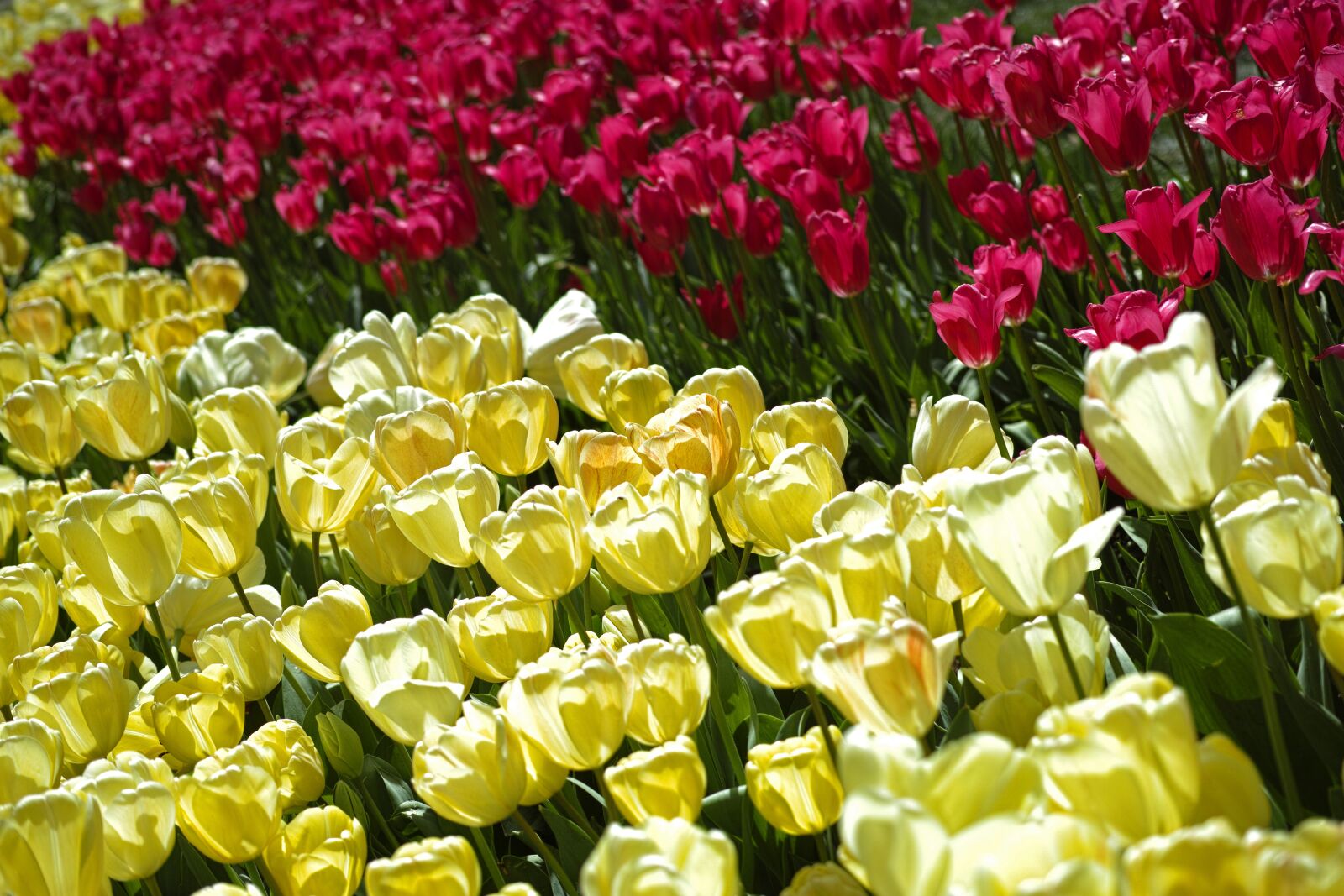 Sigma DP3 Merrill sample photo. Tulips, flower, detail photography