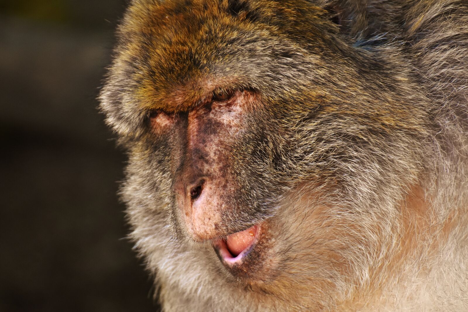 Nikon D7200 sample photo. Barbary ape, endangered species photography