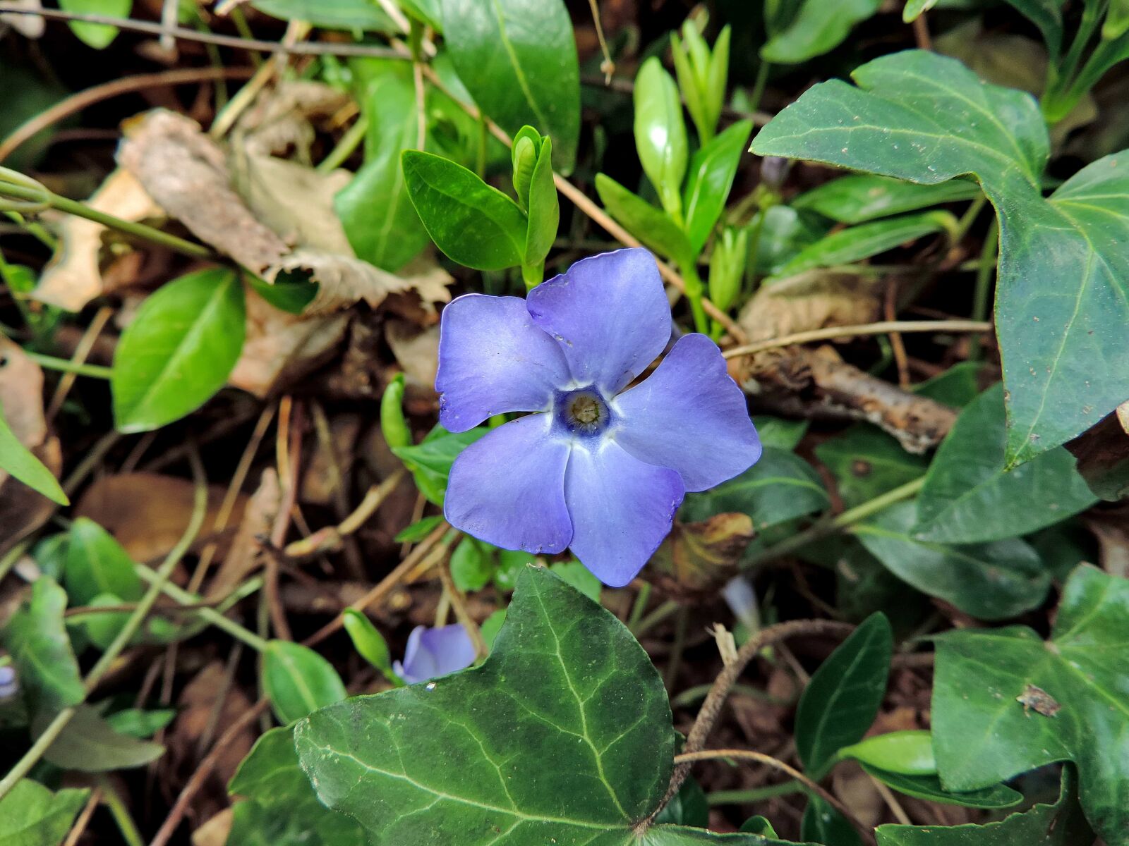 Nikon Coolpix P520 sample photo. Flowering, ivy, purple, spring photography