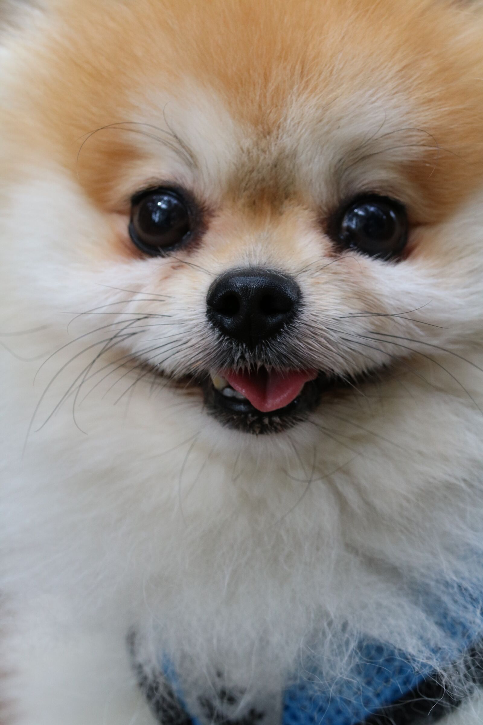 Canon EOS 750D (EOS Rebel T6i / EOS Kiss X8i) sample photo. Dog, puppy, pet photography