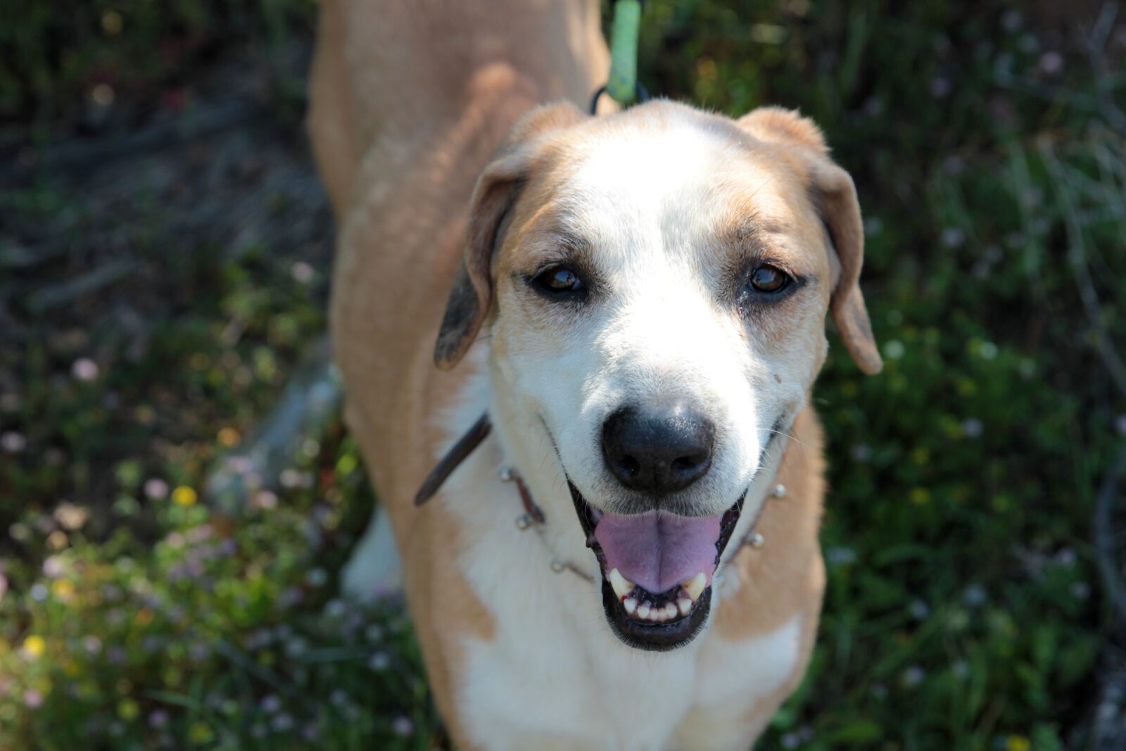 Canon EF 24-70mm F2.8L II USM sample photo. My dog, almond, sweet photography