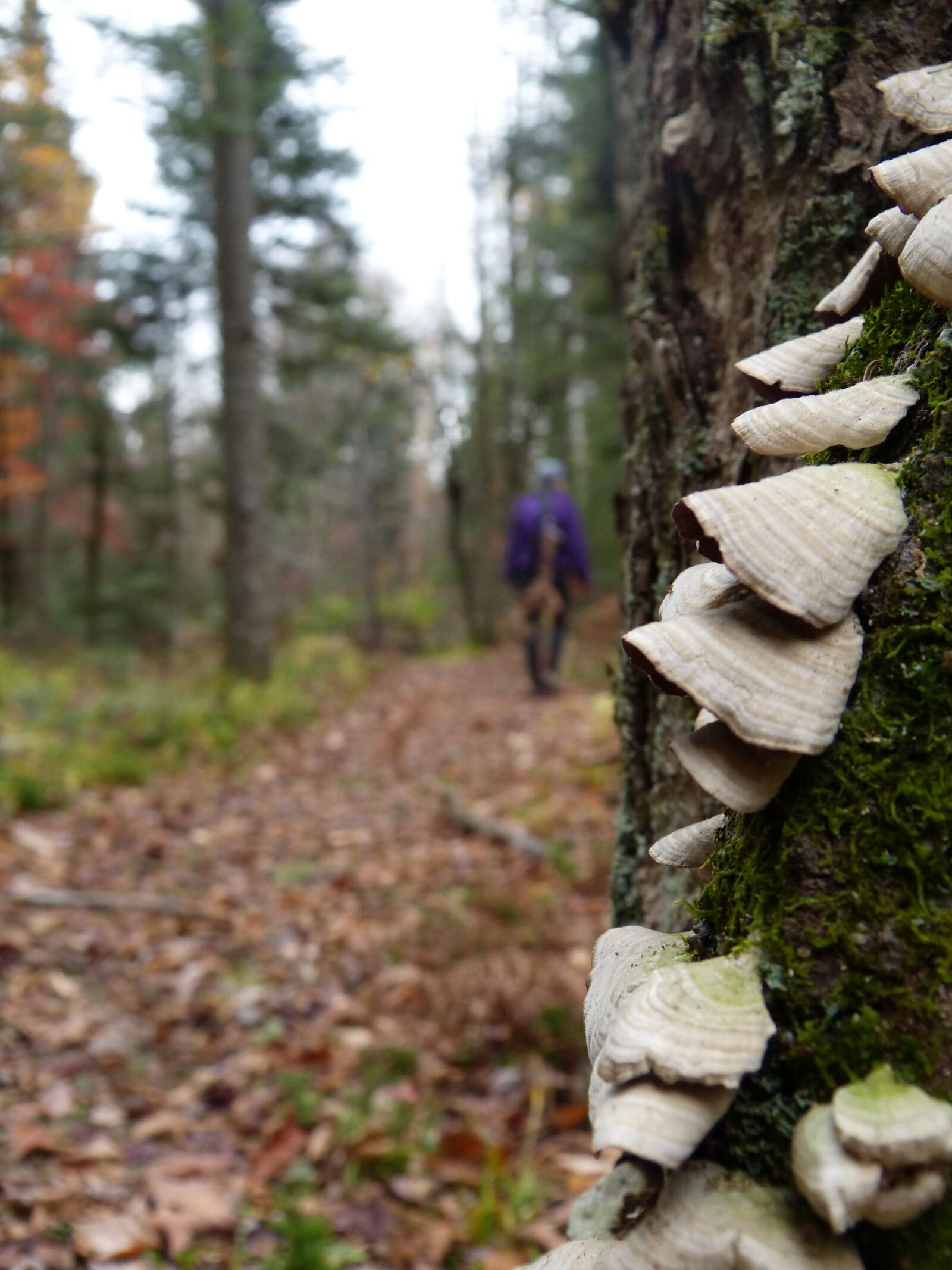 Panasonic Lumix DMC-FZ150 sample photo. Boreal forest, mushrooms, hiking photography