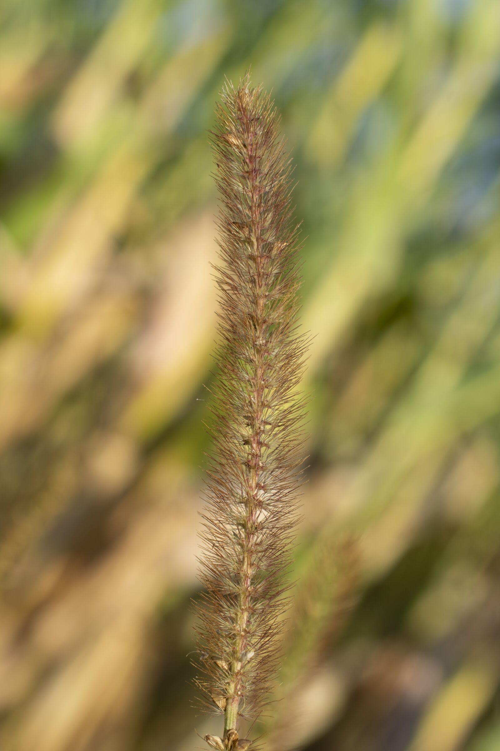 Nikon D5300 sample photo. Bamboo grassedit this page photography