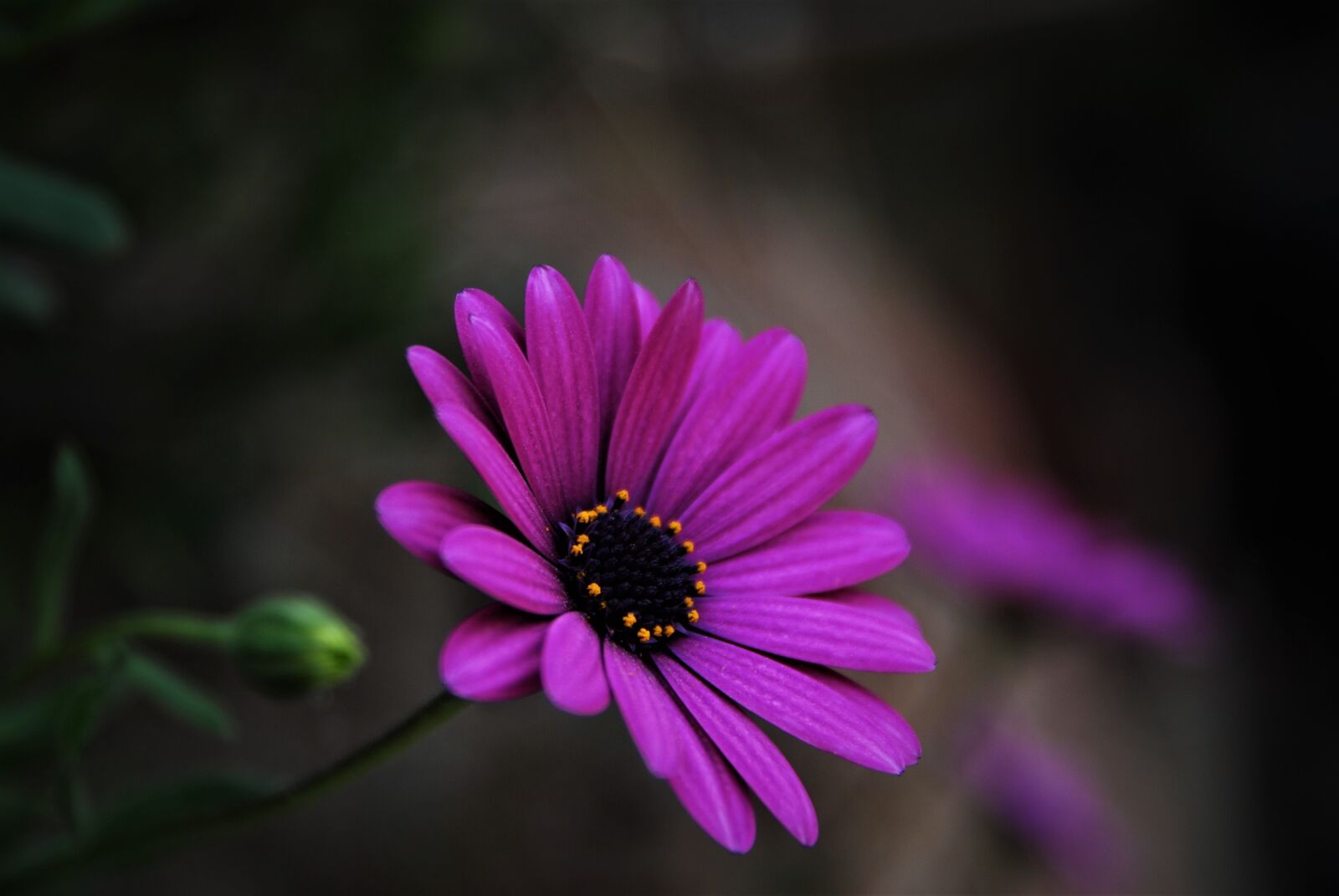 Nikon D80 sample photo. Flower, color, beautiful photography