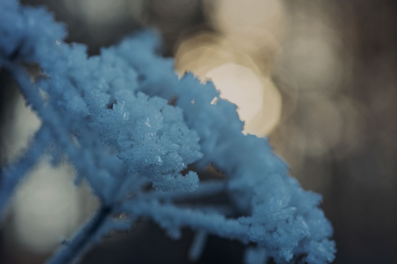 Canon EOS 5D Mark III + ZEISS Makro-Planar T* 100mm F2 sample photo. Cold, winter, frost photography