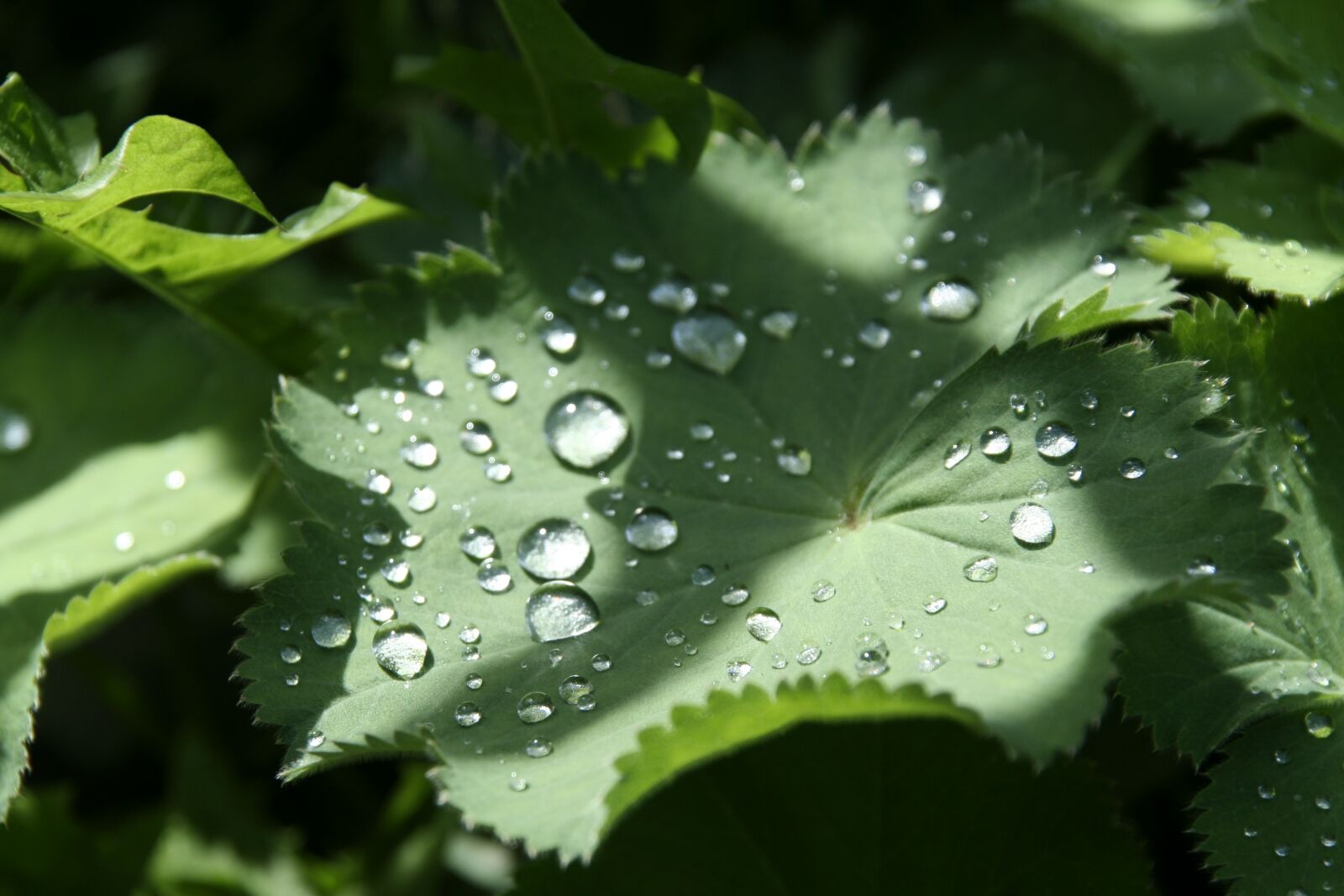 Canon EOS 350D (EOS Digital Rebel XT / EOS Kiss Digital N) sample photo. Leaf, drip, green plant photography
