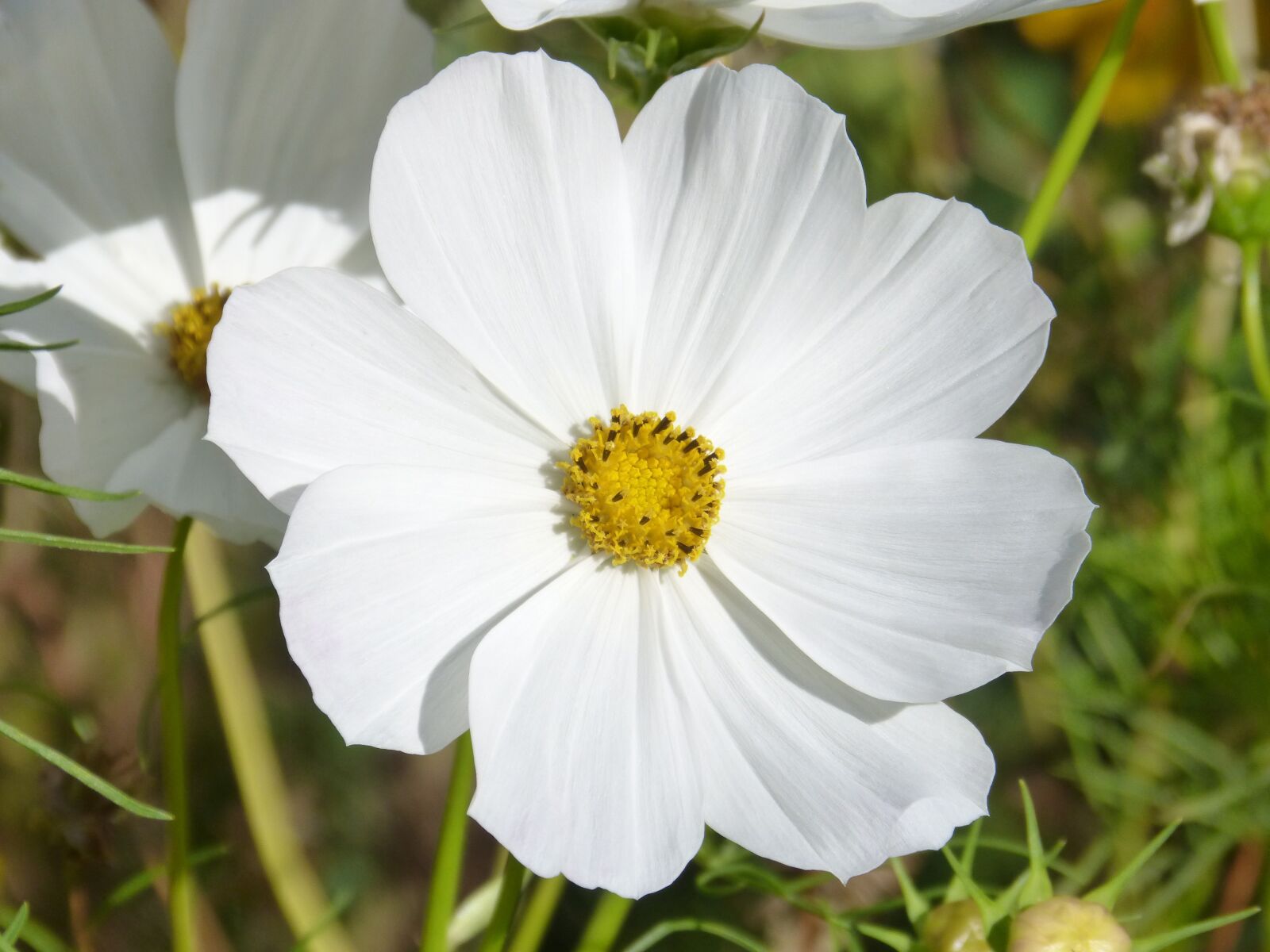Panasonic DMC-FZ62 sample photo. Flower, white flower, white photography