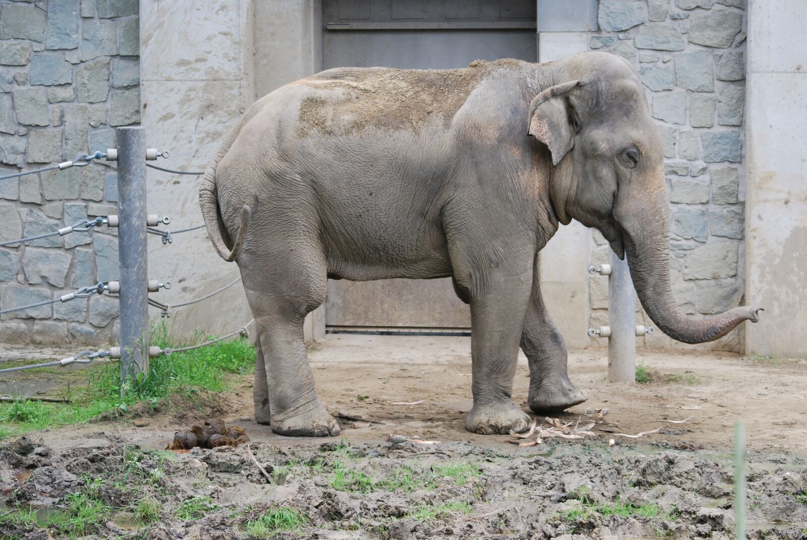 Nikon D40X sample photo. Elephant, animal, large photography
