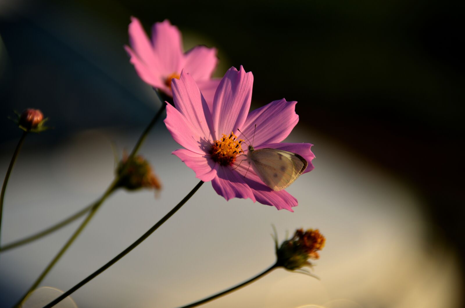 Nikon D3200 sample photo. Cosmos, butterfly, the white photography