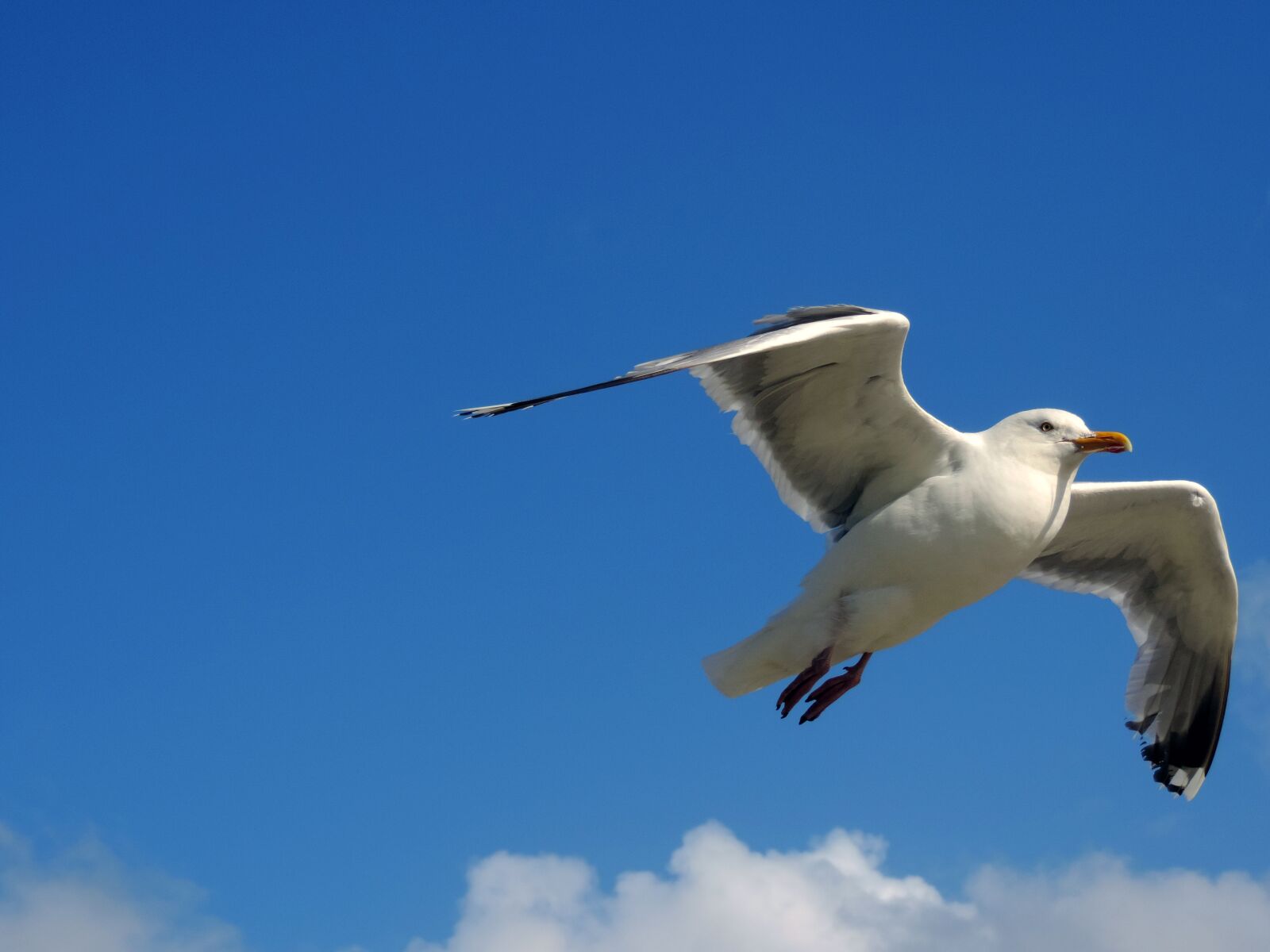 Nikon Coolpix P520 sample photo. Seagull, sky, flight photography