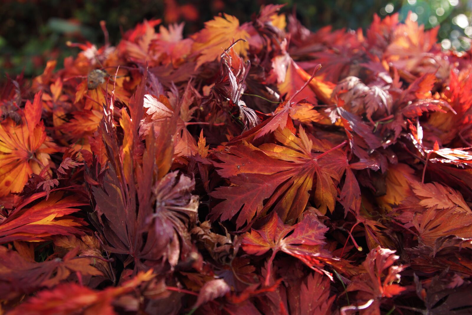 Sony SLT-A65 (SLT-A65V) + 24-70mm F2.8 sample photo. Nature, boxer shorts, fall photography