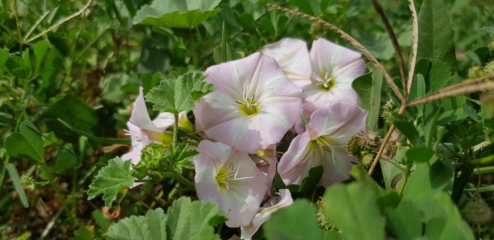 Samsung Galaxy S8 sample photo. Flower, nature, flora photography