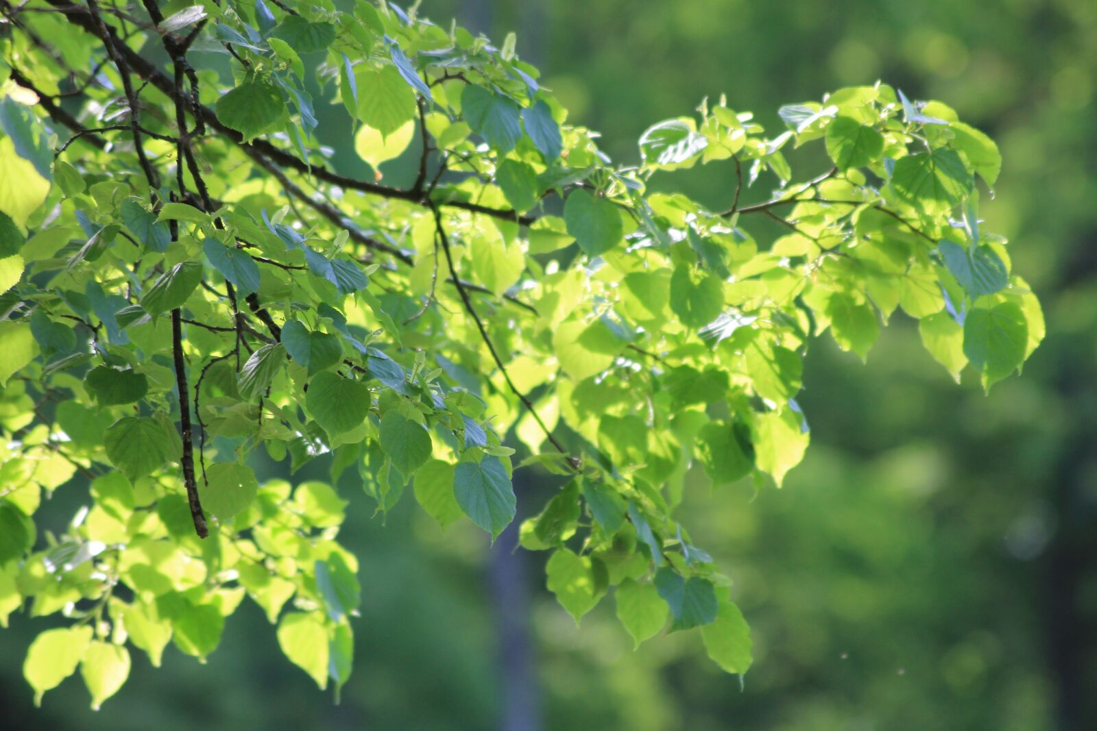 Canon EOS 1100D (EOS Rebel T3 / EOS Kiss X50) sample photo. Tree, leaves, sun photography
