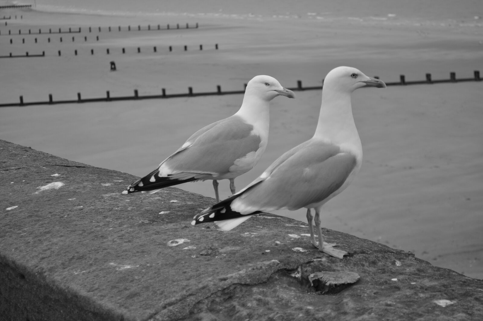 Nikon D5000 sample photo. Seagulls, black white, coast photography