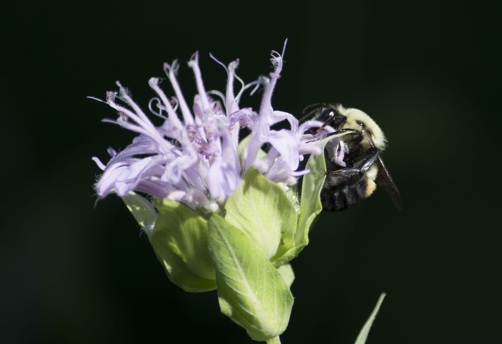 Nikon D7200 sample photo. Bee, plant, flower photography