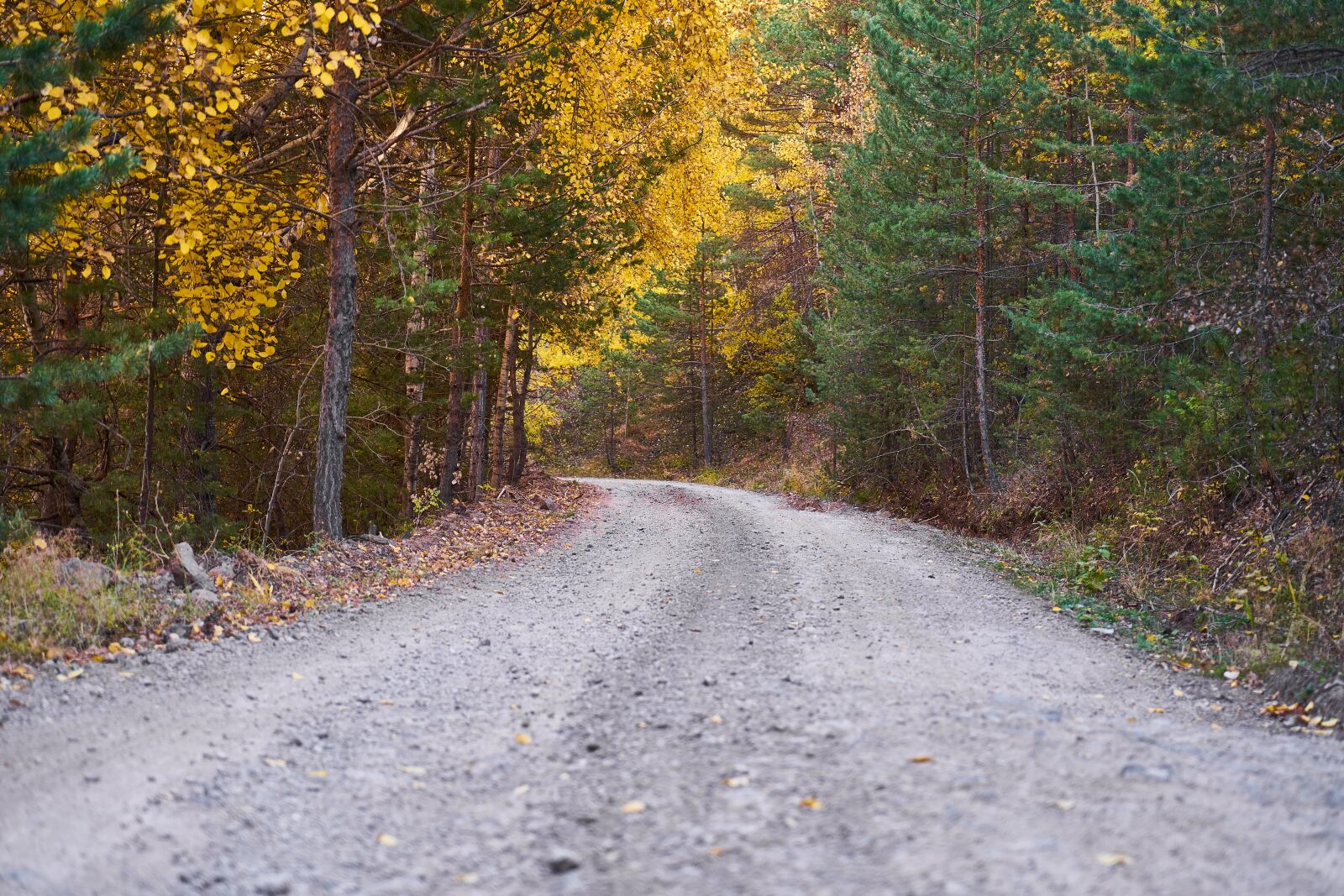 Sony a7R II sample photo. Autumn, season, landscape photography
