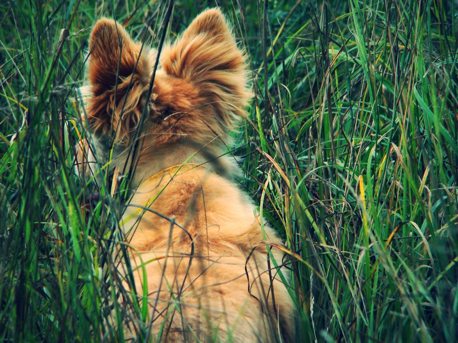 Sony DSC-H9 sample photo. Dog, redhead, ears photography