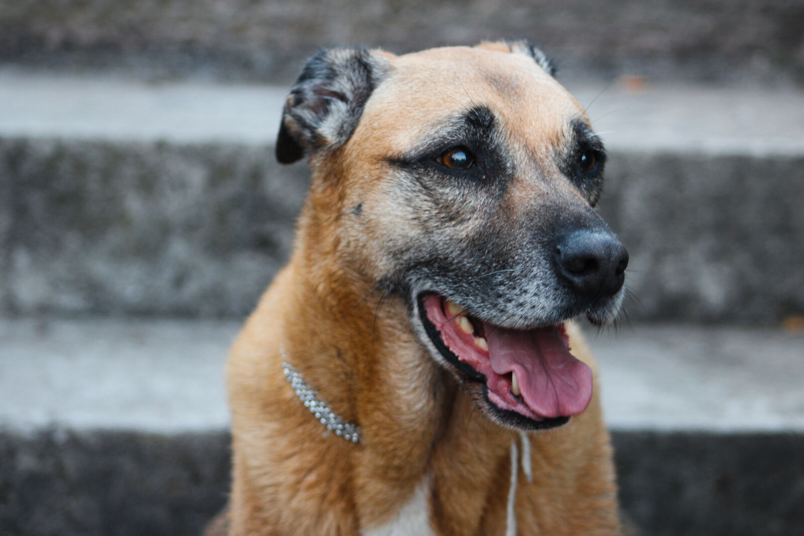 Canon EF 75-300mm f/4-5.6 sample photo. Animal, animal, photography, dog photography